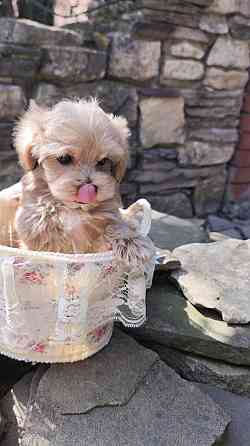 Продам щенков мальтипу Ф1! Горловка