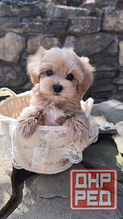 Продам щенков мальтипу Ф1! Горловка - изображение 4