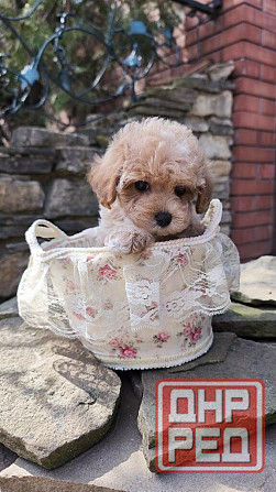 Продам щенков мальтипу Ф1! Горловка - изображение 1