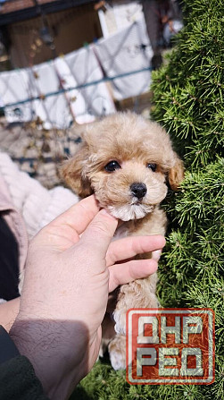 Продам щенков мальтипу Ф1! Горловка - изображение 6