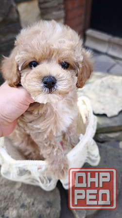 Продам щенков мальтипу Ф1! Горловка - изображение 5