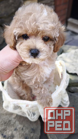 Продам щенков мальтипу Ф1! Горловка - изображение 2