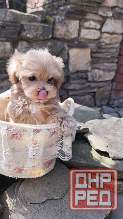 Продам щенков мальтипу Ф1! Горловка - изображение 3