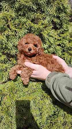 Той пудель Китай в шикарном окрасе! Горловка