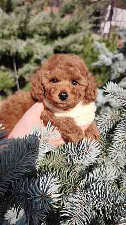 Той пудель Китай в шикарном окрасе! Горловка