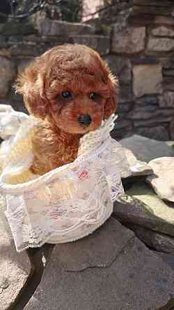 Той пудель Китай в шикарном окрасе! Горловка