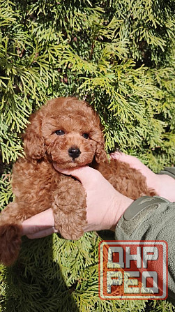 Той пудель Китай в шикарном окрасе! Горловка - изображение 2