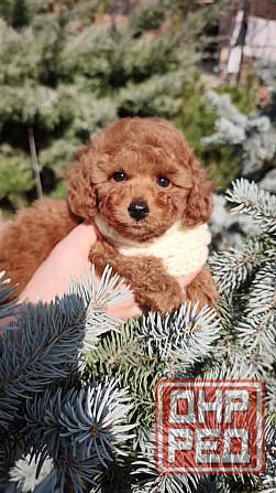 Той пудель Китай в шикарном окрасе! Горловка - изображение 5