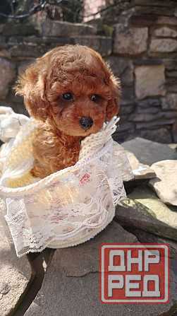 Той пудель Китай в шикарном окрасе! Горловка - изображение 1