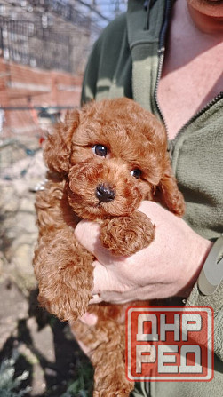 Той пудель Китай в шикарном окрасе! Горловка - изображение 4