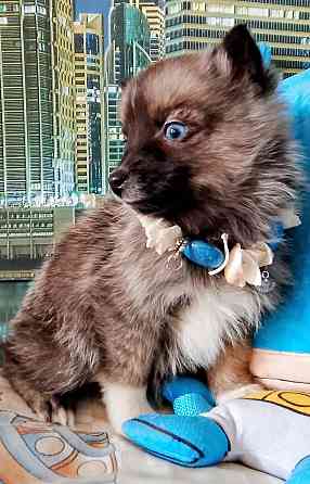 Бася миничка породы помски (до 6 кг ,взрослой) с доставкой лично в руки. Донецк