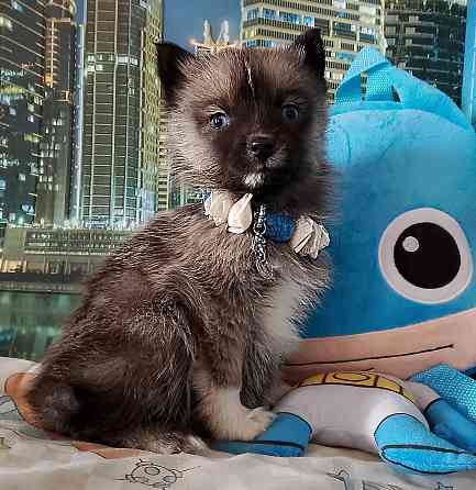 Бася миничка породы помски (до 6 кг ,взрослой) с доставкой лично в руки. Донецк