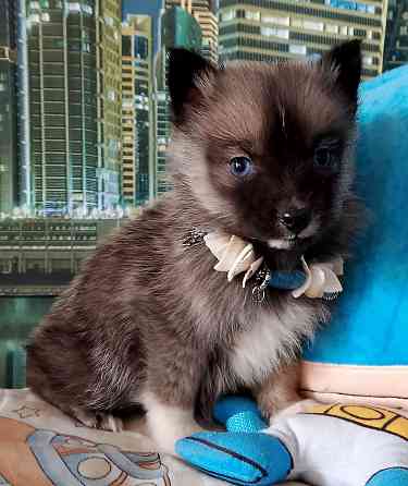 Бася миничка породы помски (до 6 кг ,взрослой) с доставкой лично в руки. Донецк