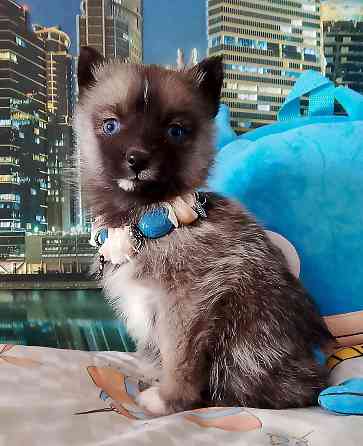 Бася миничка породы помски (до 6 кг ,взрослой) с доставкой лично в руки. Донецк