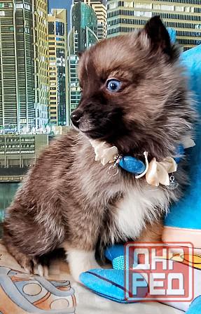 Бася миничка породы помски (до 6 кг ,взрослой) с доставкой лично в руки. Донецк - изображение 5