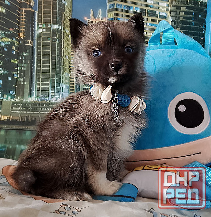 Бася миничка породы помски (до 6 кг ,взрослой) с доставкой лично в руки. Донецк - изображение 4