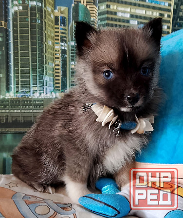 Бася миничка породы помски (до 6 кг ,взрослой) с доставкой лично в руки. Донецк - изображение 3