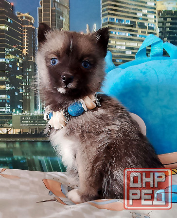 Бася миничка породы помски (до 6 кг ,взрослой) с доставкой лично в руки. Донецк - изображение 1