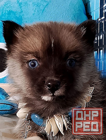 Бася миничка породы помски (до 6 кг ,взрослой) с доставкой лично в руки. Донецк - изображение 2