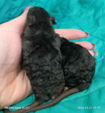 Рекс. Кучерявые крысята Донецк