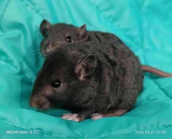 Рекс. Кучерявые крысята Донецк