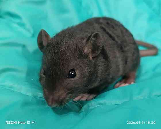 Рекс. Кучерявые крысята Донецк