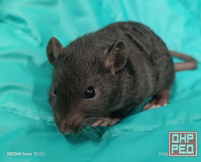 Рекс. Кучерявые крысята Донецк - изображение 1