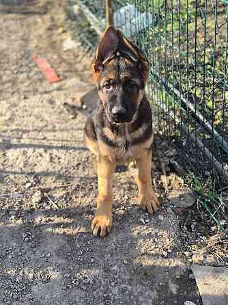 Девчонки немецкой овчарки Харцызск