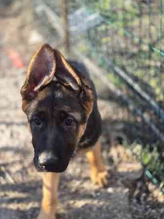 Девчонки немецкой овчарки Харцызск