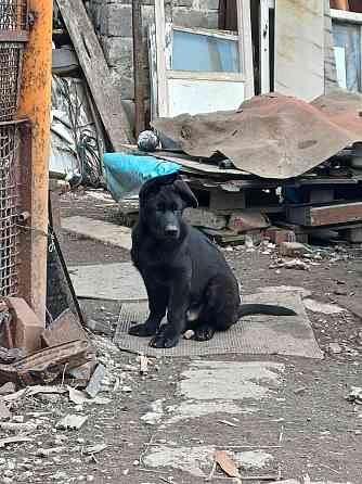 Девчонки немецкой овчарки Харцызск