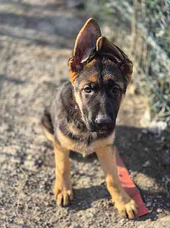 Девчонки немецкой овчарки Харцызск