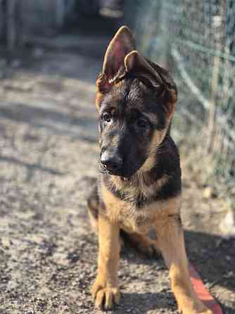 Девчонки немецкой овчарки Харцызск