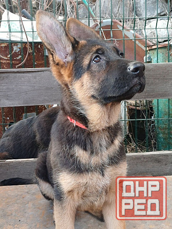 Девчонки немецкой овчарки Харцызск - изображение 5