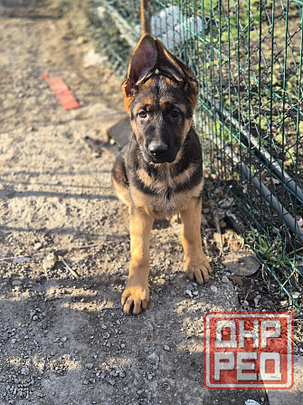 Девчонки немецкой овчарки Харцызск - изображение 3