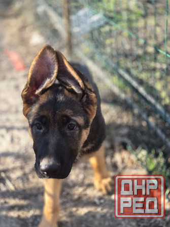 Девчонки немецкой овчарки Харцызск - изображение 4