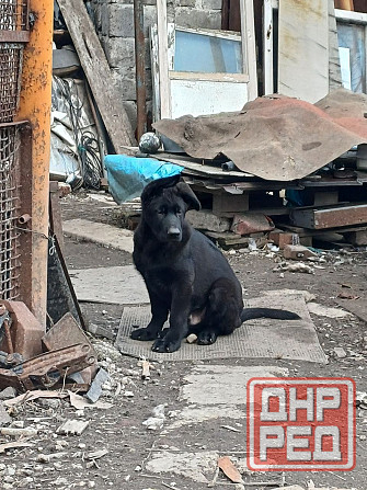 Девчонки немецкой овчарки Харцызск - изображение 6