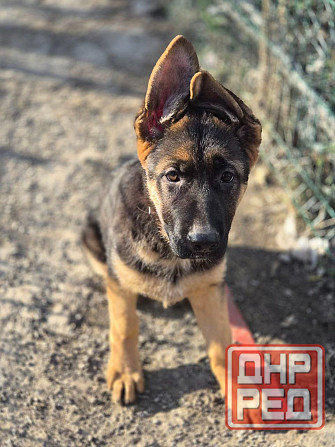 Девчонки немецкой овчарки Харцызск - изображение 1