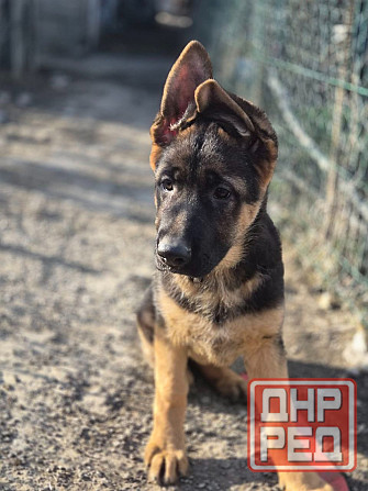 Девчонки немецкой овчарки Харцызск - изображение 2