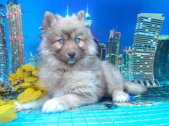 Прекрасный волк (помски стандарт до 10 кг). Донецк