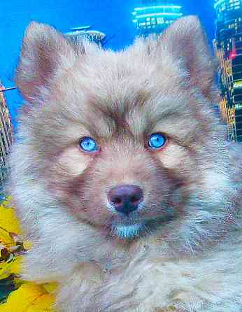 Прекрасный волк (помски стандарт до 10 кг). Донецк