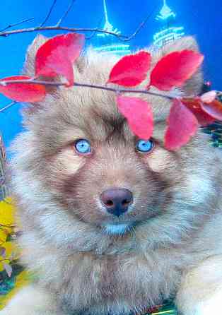 Прекрасный волк (помски стандарт до 10 кг). Донецк