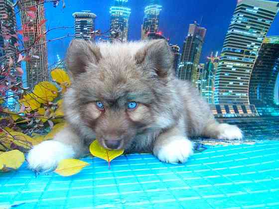 Прекрасный волк (помски стандарт до 10 кг). Донецк