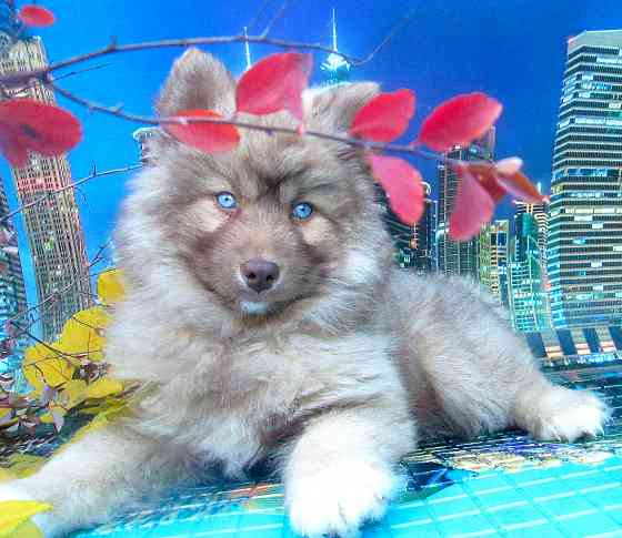 Прекрасный волк (помски стандарт до 10 кг). Донецк