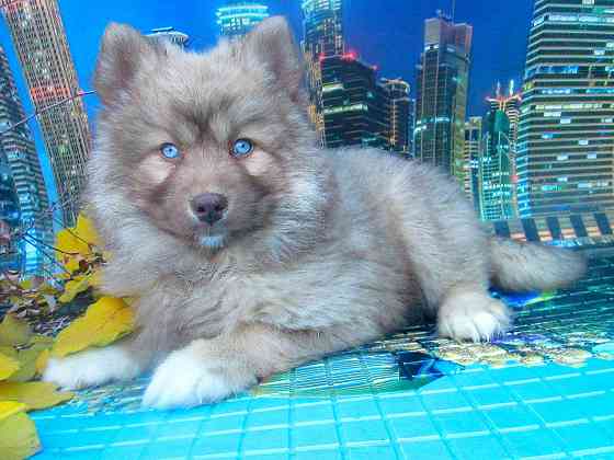 Прекрасный волк (помски стандарт до 10 кг). Донецк