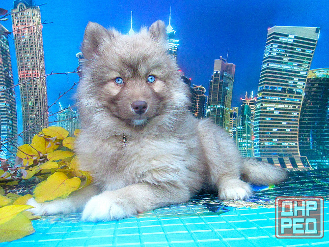 Прекрасный волк (помски стандарт до 10 кг). Донецк - изображение 5