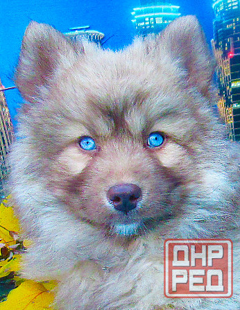 Прекрасный волк (помски стандарт до 10 кг). Донецк - изображение 2