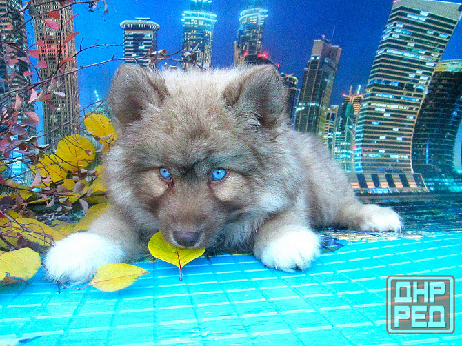 Прекрасный волк (помски стандарт до 10 кг). Донецк - изображение 6