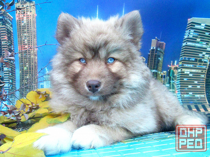 Прекрасный волк (помски стандарт до 10 кг). Донецк - изображение 8