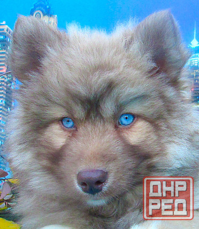 Прекрасный волк (помски стандарт до 10 кг). Донецк - изображение 7