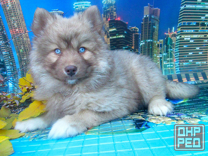 Прекрасный волк (помски стандарт до 10 кг). Донецк - изображение 4